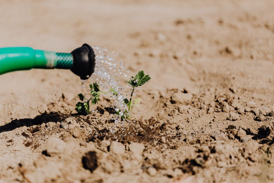 High angle of delicate baby plant growing from soil and irrigating from watering can on sunny day